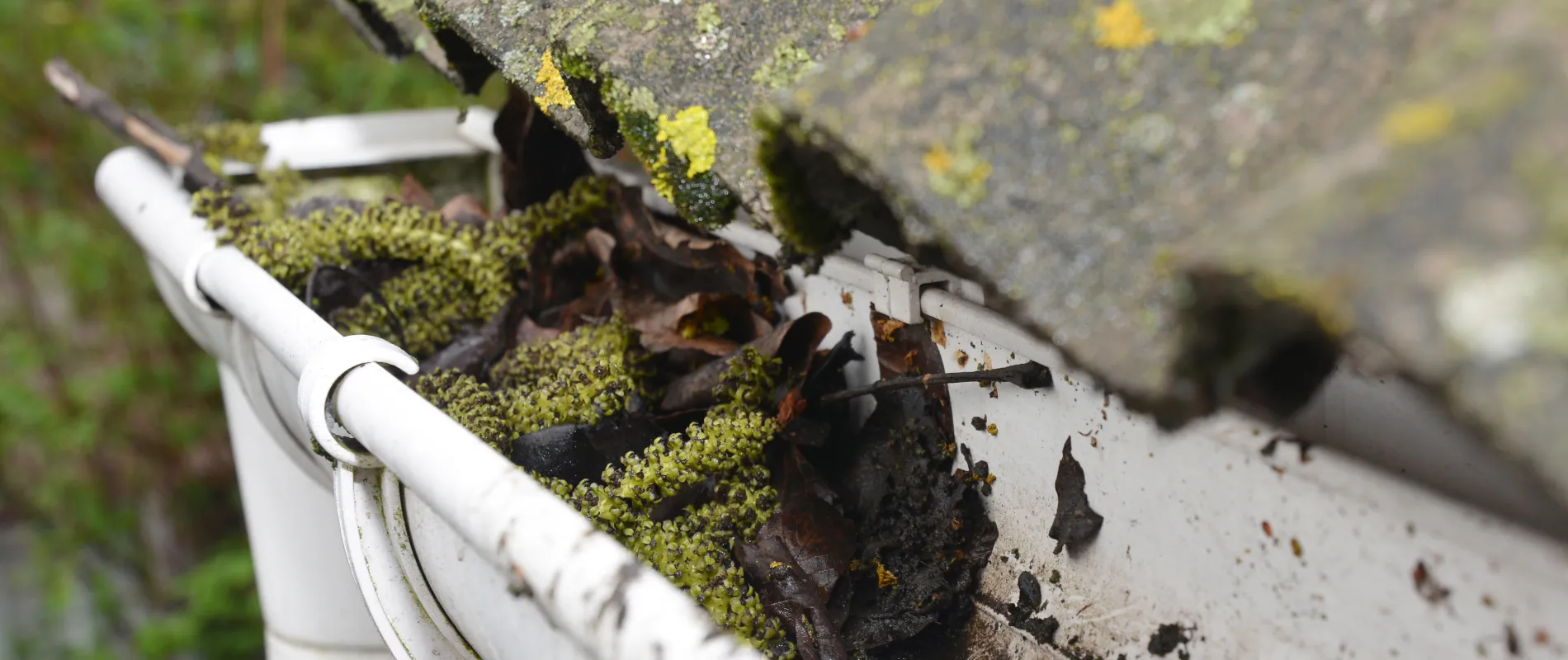 Gutter full of moss